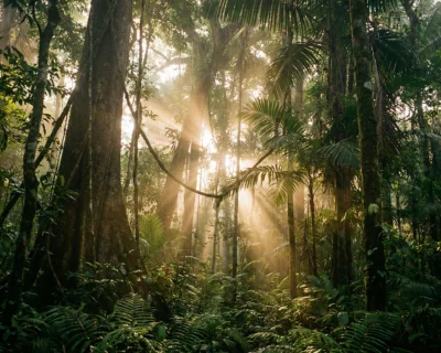 Selva amazónica del Manu