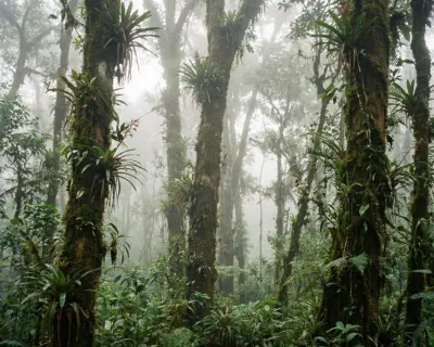 Bosque nublado del Manu