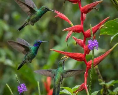 Jardín de colibríes Pico de Hoz