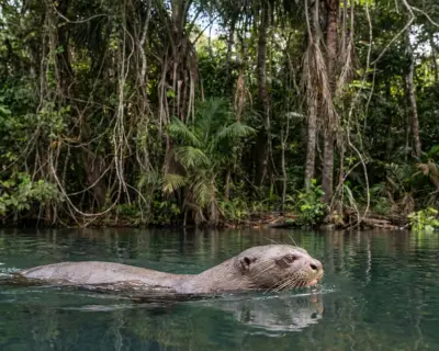 Nutria gigante en lago amazónico