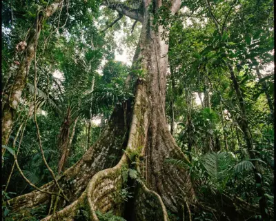Árbol de ceiba gigante en selva amazónica