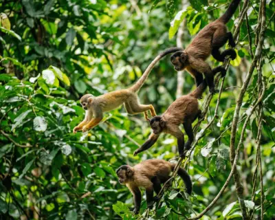 Monos amazónicos en su hábitat natural