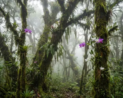 Bosque nublado de San Pedro con vegetación húmeda y neblina