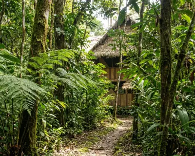 Sendero amazónico cerca del Hummingbird Lodge