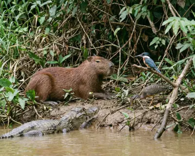 Fauna amazónica en las riberas del río Manu